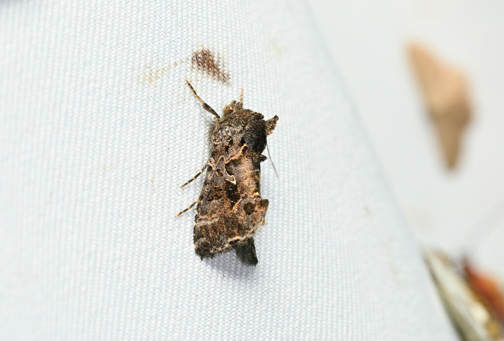 Ctenoplusia sumbawana