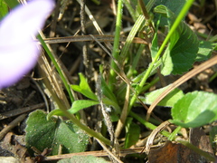 Viola hirta