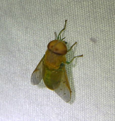 Chlorotabanus crepuscularis