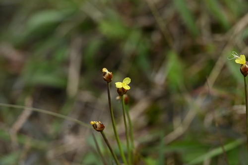 Xyris formosana (Xyris formosana)
