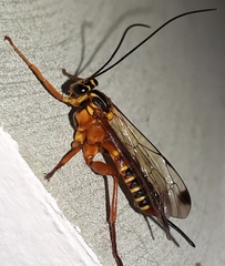 Echthromorpha agrestoria