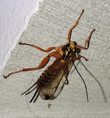 Echthromorpha agrestoria