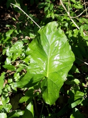 Arum maculatum