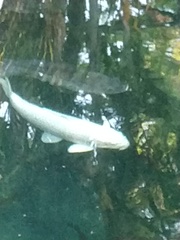 Cyprinus
