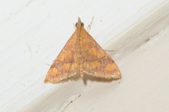Stenochora lancinalis