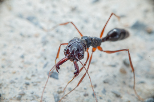 环纹大齿猛蚁Odontomachus circulus