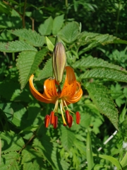 Lilium debile