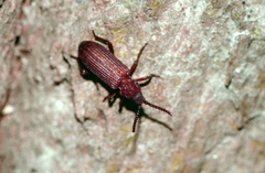 Ziaelas formosanus
