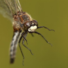 Leucorrhinia borealis