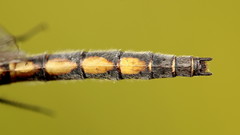 Leucorrhinia borealis