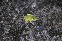 Pelophylax fukienensis