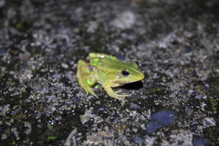 Pelophylax fukienensis
