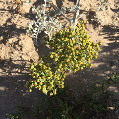 Amblyopappus pusillus