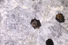 Hipposideros armiger terasensis