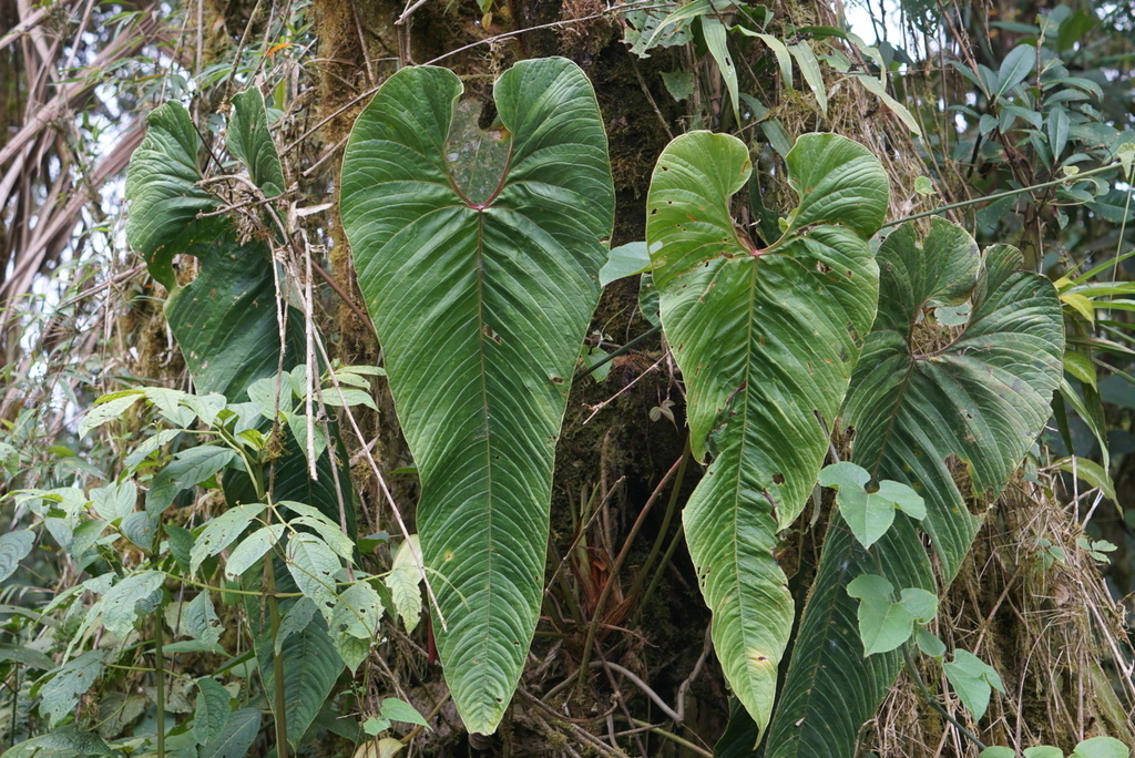 Anthurium tremulum