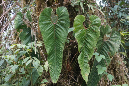 Anthurium tremulum