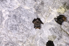 Hipposideros armiger terasensis