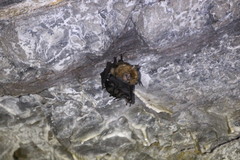 Hipposideros armiger terasensis