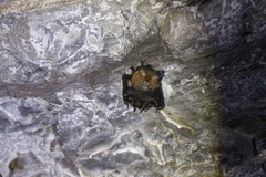 Hipposideros armiger terasensis