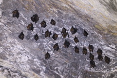 Hipposideros armiger terasensis