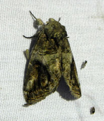 Heterocampa obliqua