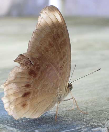 Terinos tethys