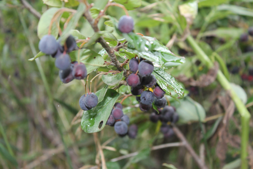 Cotoneaster melanocarpus