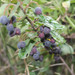 Dark-fruited Cotoneaster - Photo (c) olegdavydov, some rights reserved (CC BY-NC)