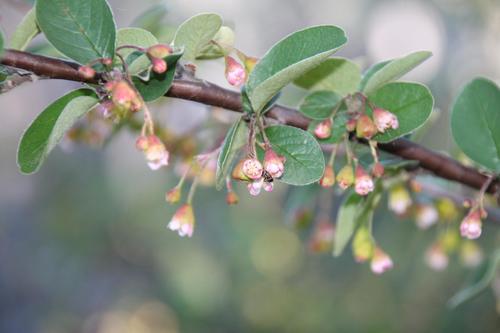 dark-fruited cotoneaster