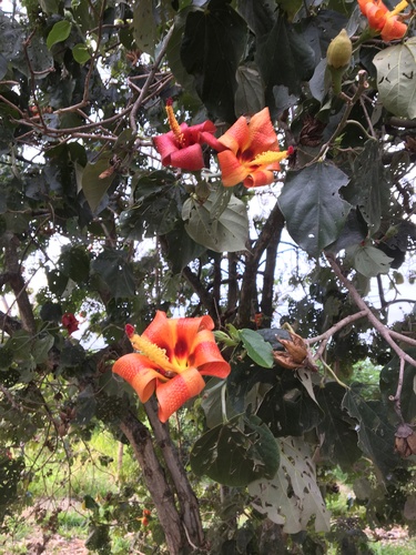 Hibiscus elatus