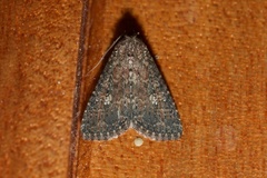 Condica capensis