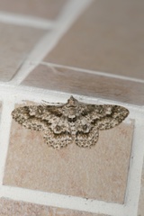 Ascotis reciprocaria