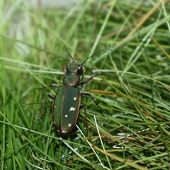 Cicindela clypeata