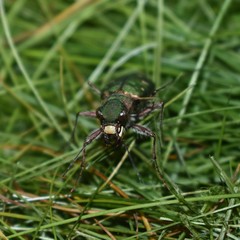 Cicindela clypeata