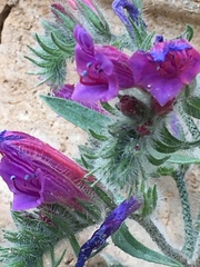Echium judaeum