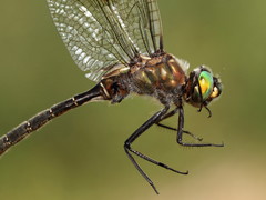 Somatochlora hudsonica