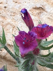 Echium judaeum