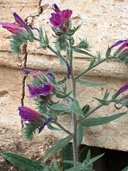 Echium judaeum