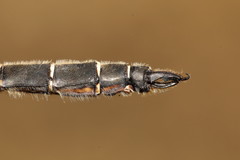 Somatochlora hudsonica