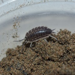 Protracheoniscus tzvetkovi
