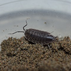 Protracheoniscus tzvetkovi