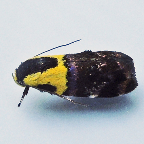 Yellow-vested Moth