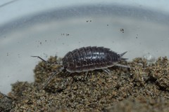 Protracheoniscus tzvetkovi