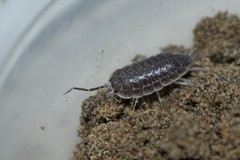 Protracheoniscus tzvetkovi