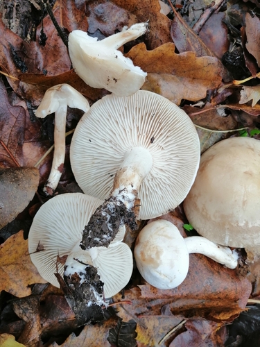 Tricholoma album — no rights reserved