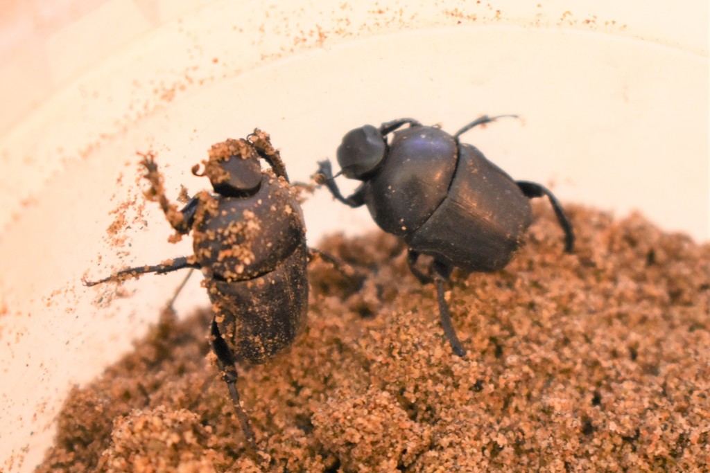 Gymnopleurus mopsus