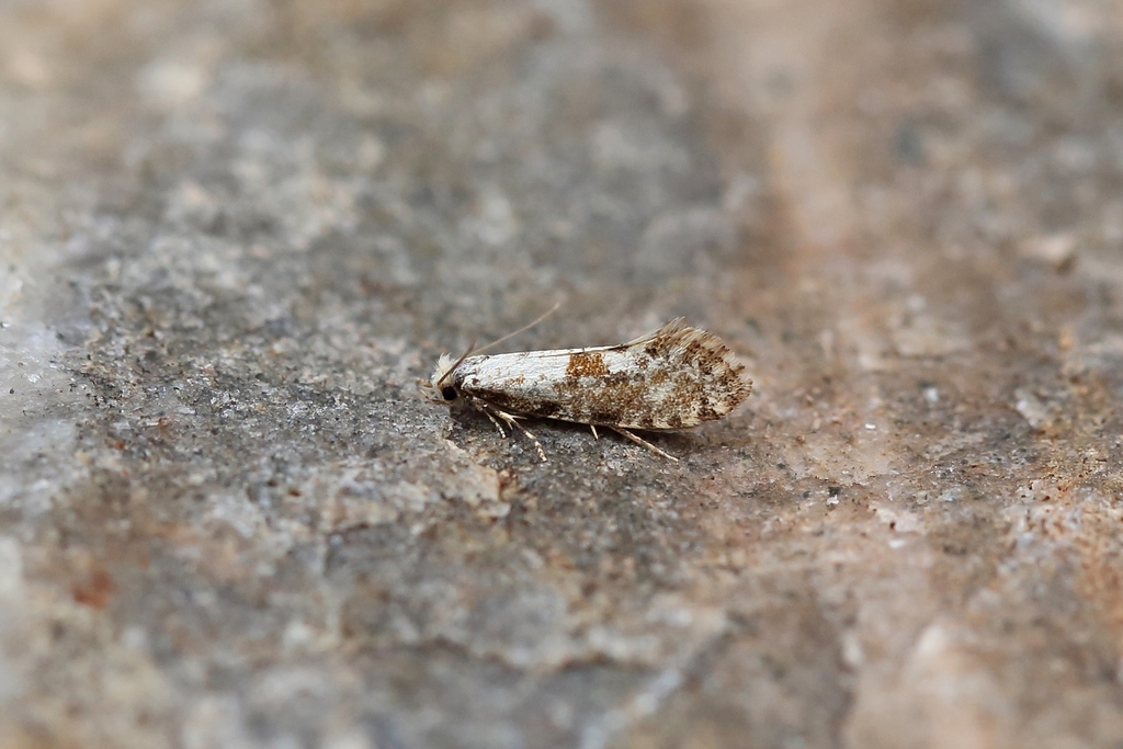 Nemaxera
