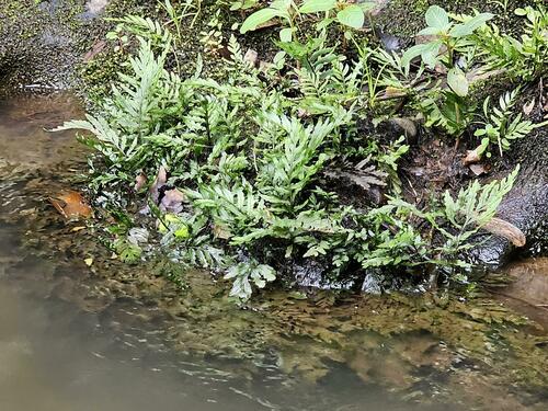 Bolbitis heudelotii