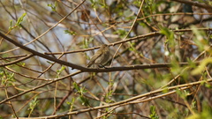 Phylloscopus collybita