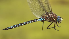 Aeshna interrupta lineata
